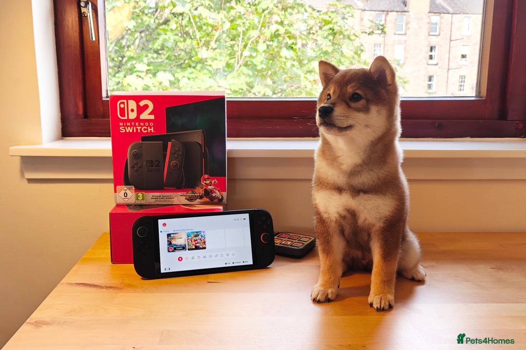 Japanese Shiba Inu dogs for sale: Chunky Mame Shiba Inu with NMSA Certificate - Image 4
