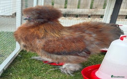 Chickens poultry for sale: Pure silkie rooster  - Image 3