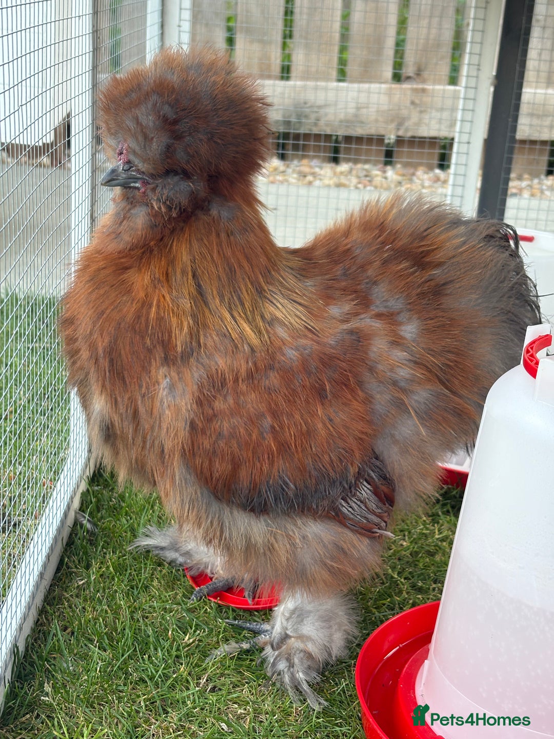 Chickens poultry for sale: Pure silkie rooster  - Image 3