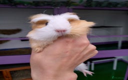 Guinea Pig rodents for sale: Baby Guinea pigs  - Image 1