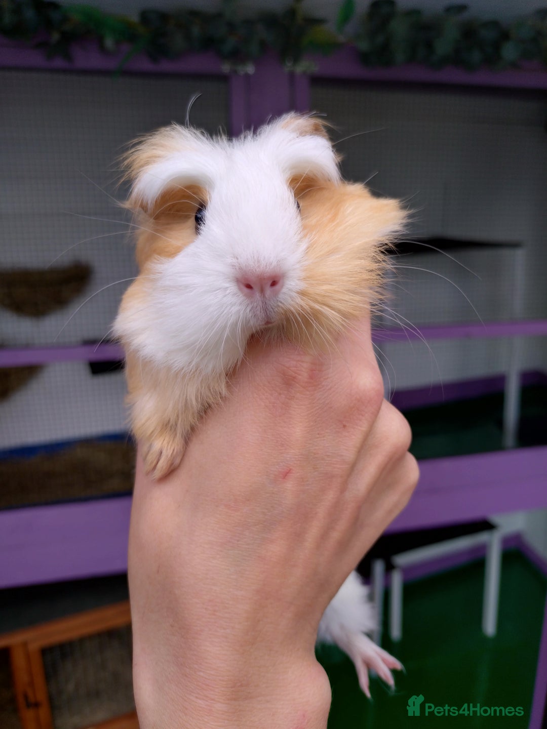 Guinea Pig rodents for sale: Baby Guinea pigs  - Image 1