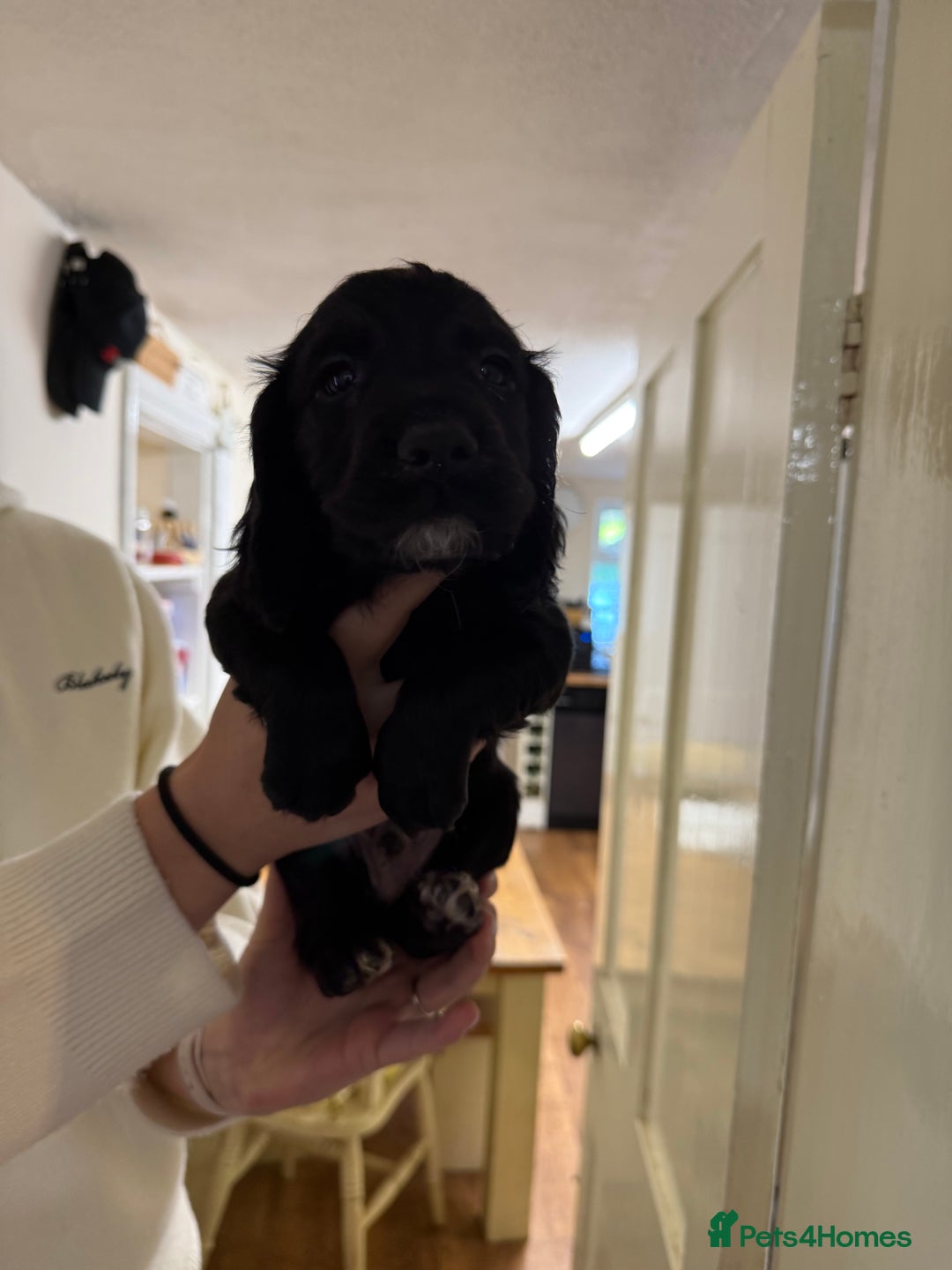 Cocker Spaniel dogs for sale: Working Cocker Spaniels - Advert 3