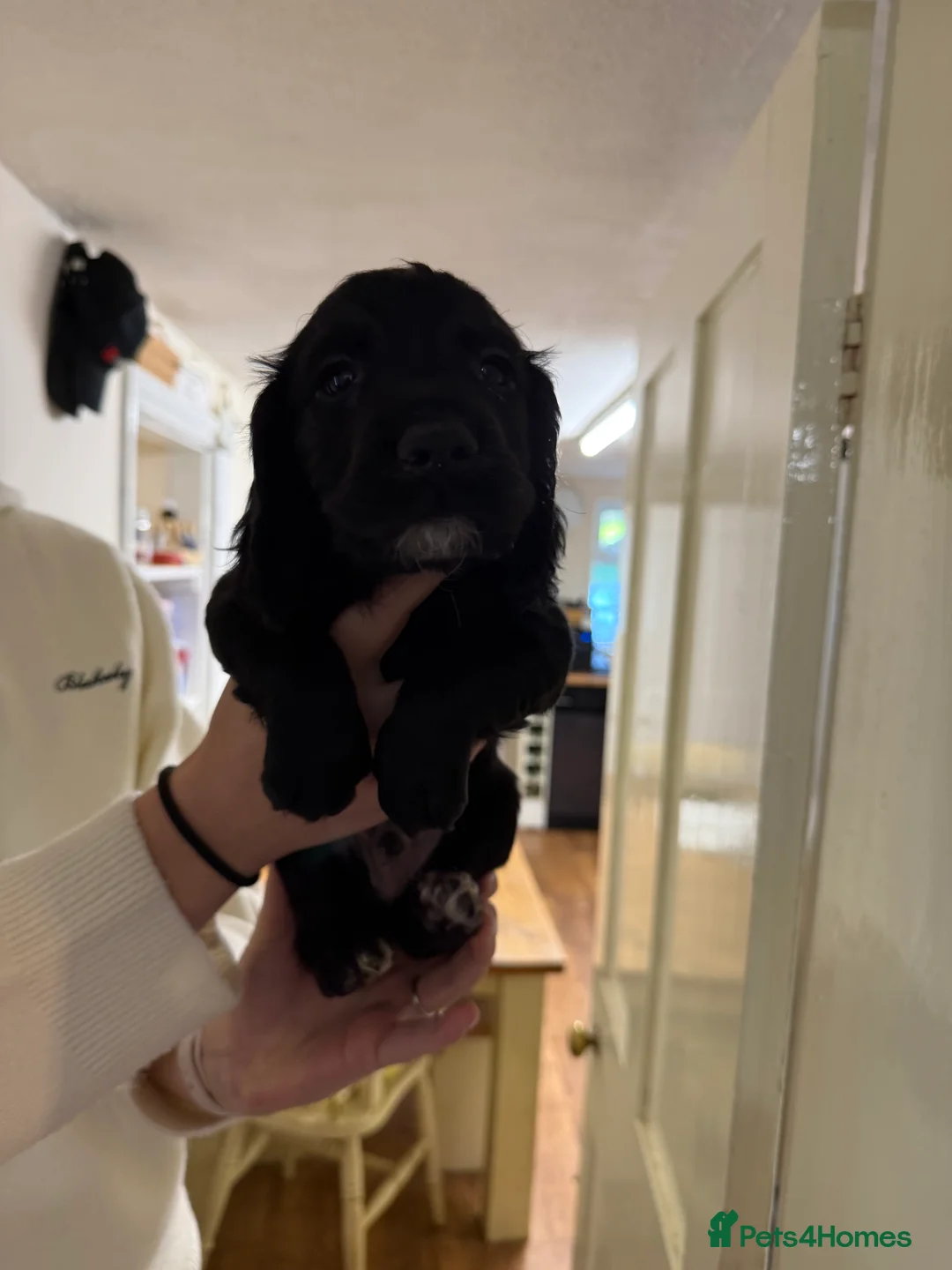 Cocker Spaniel dogs for sale: Working Cocker Spaniels - Advert 3