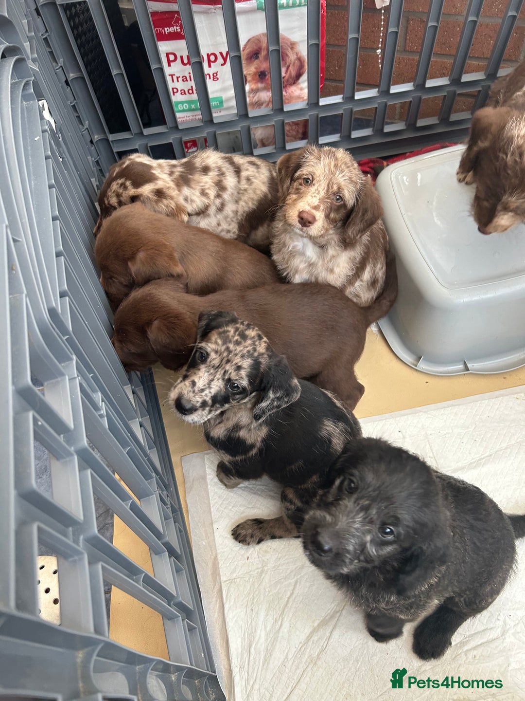 Labradoodle dogs for sale: 7 beautiful Labradoodle puppies available  - Image 34