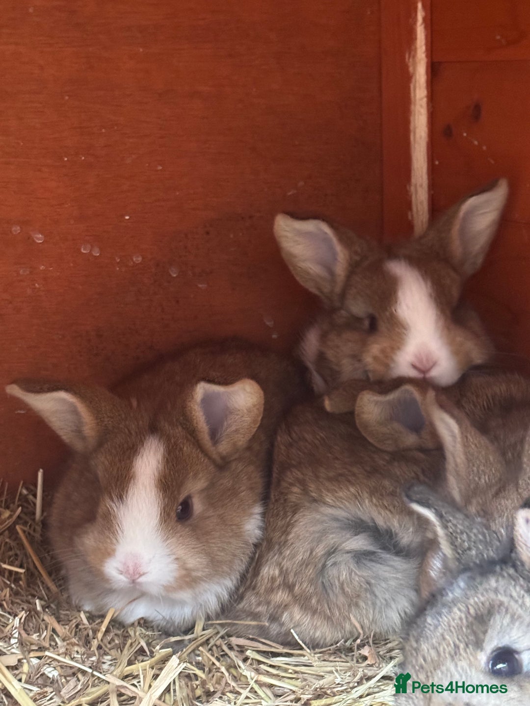Mixed Breed rabbits for sale: Rabbit  - Advert 10