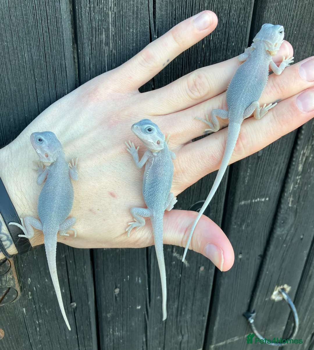 Bearded Dragon reptiles for sale: Various Bearded Dragon Morphs in Downham Market - Advert 4