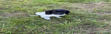 English Springer Spaniel male
