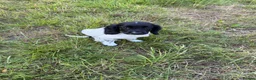 English Springer Spaniel dogs for sale: KC Registered English Springer Spaniel Pups  - Advert 8