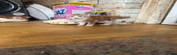 Mixed Breed cats for sale: Adorable farm kittens  - Advert 7
