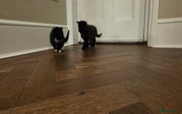 Maine Coon cats for sale: Maine coon x kittens  - Image 6