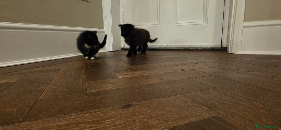 Maine Coon cats for sale: Maine coon x kittens  - Image 6