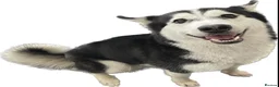 Siberian Husky dogs for sale: Siberian Husky for sale  in Braintree - Advert 2