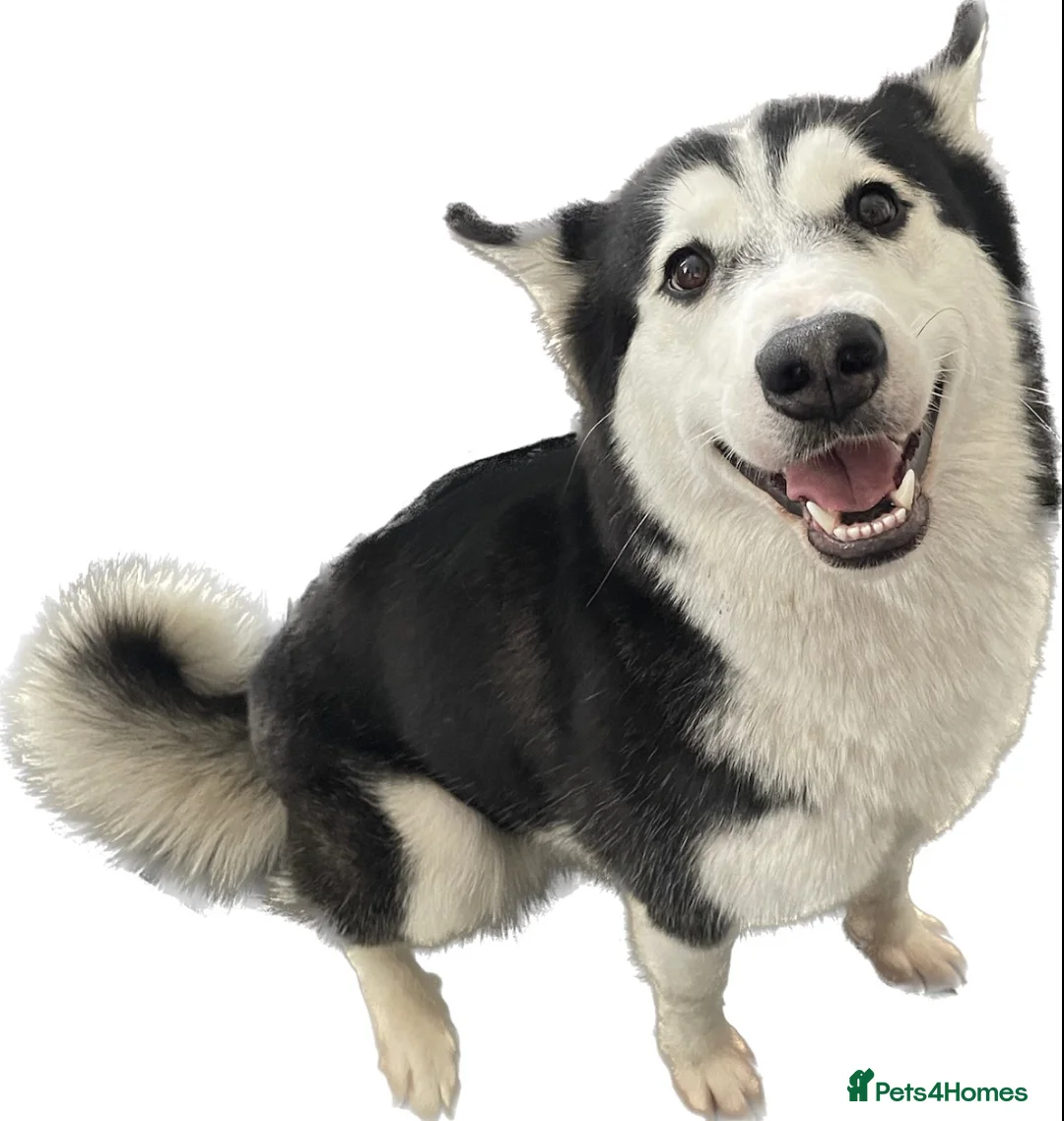 Siberian Husky dogs for sale: Siberian Husky for sale  in Braintree - Advert 2