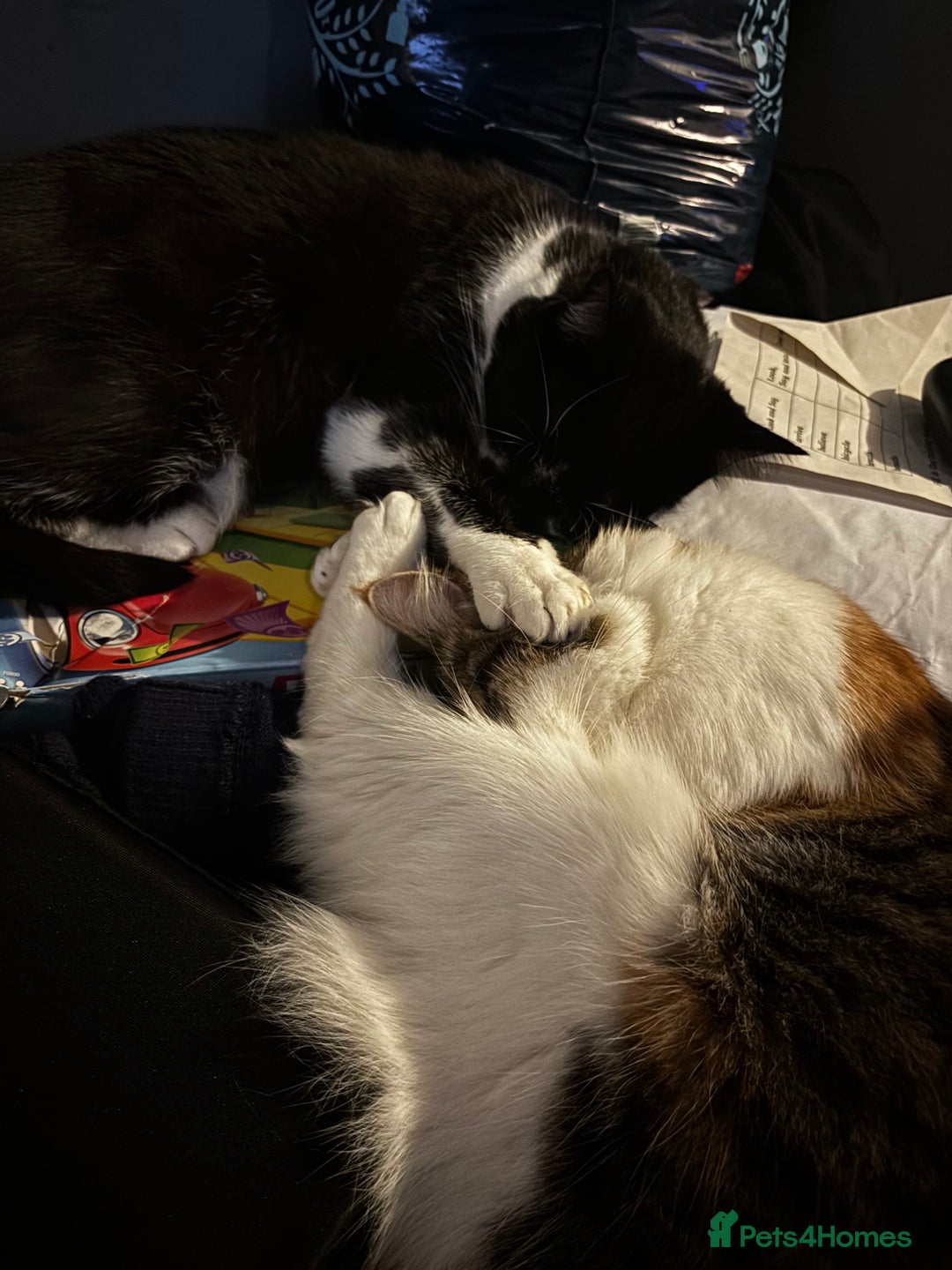 British Shorthair cats for sale: Friendly cats  - Advert 1