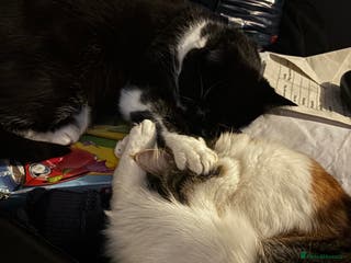 British Shorthair cats Friendly cats - Advert 1