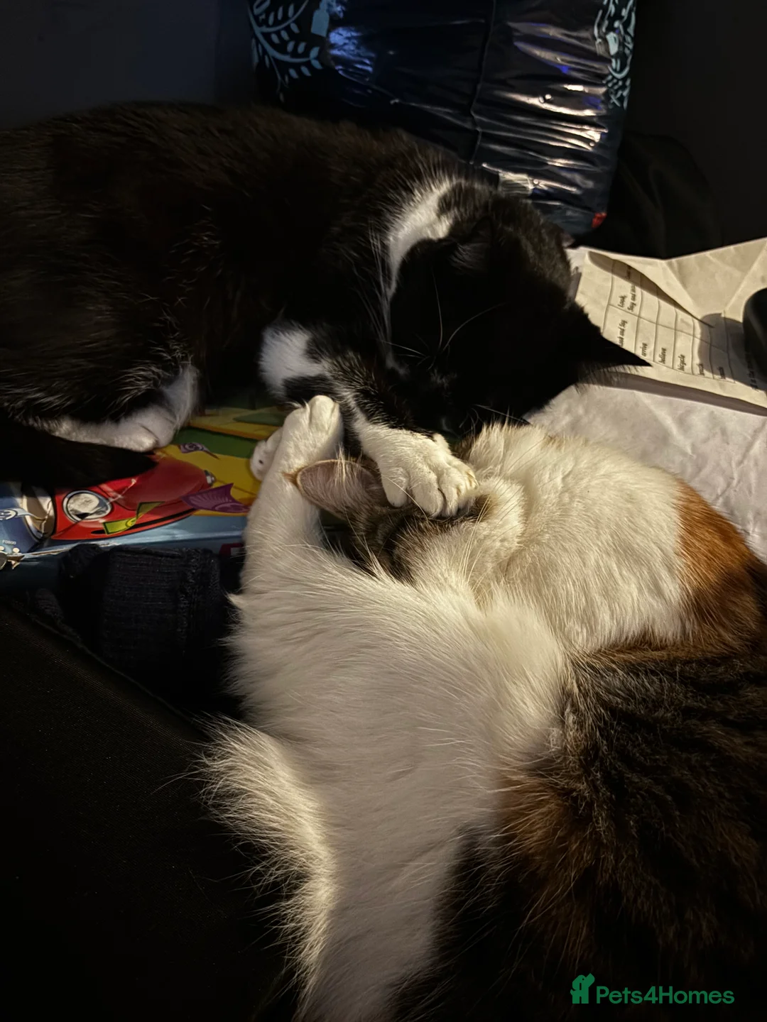 British Shorthair cats for sale: Friendly cats  - Advert 1