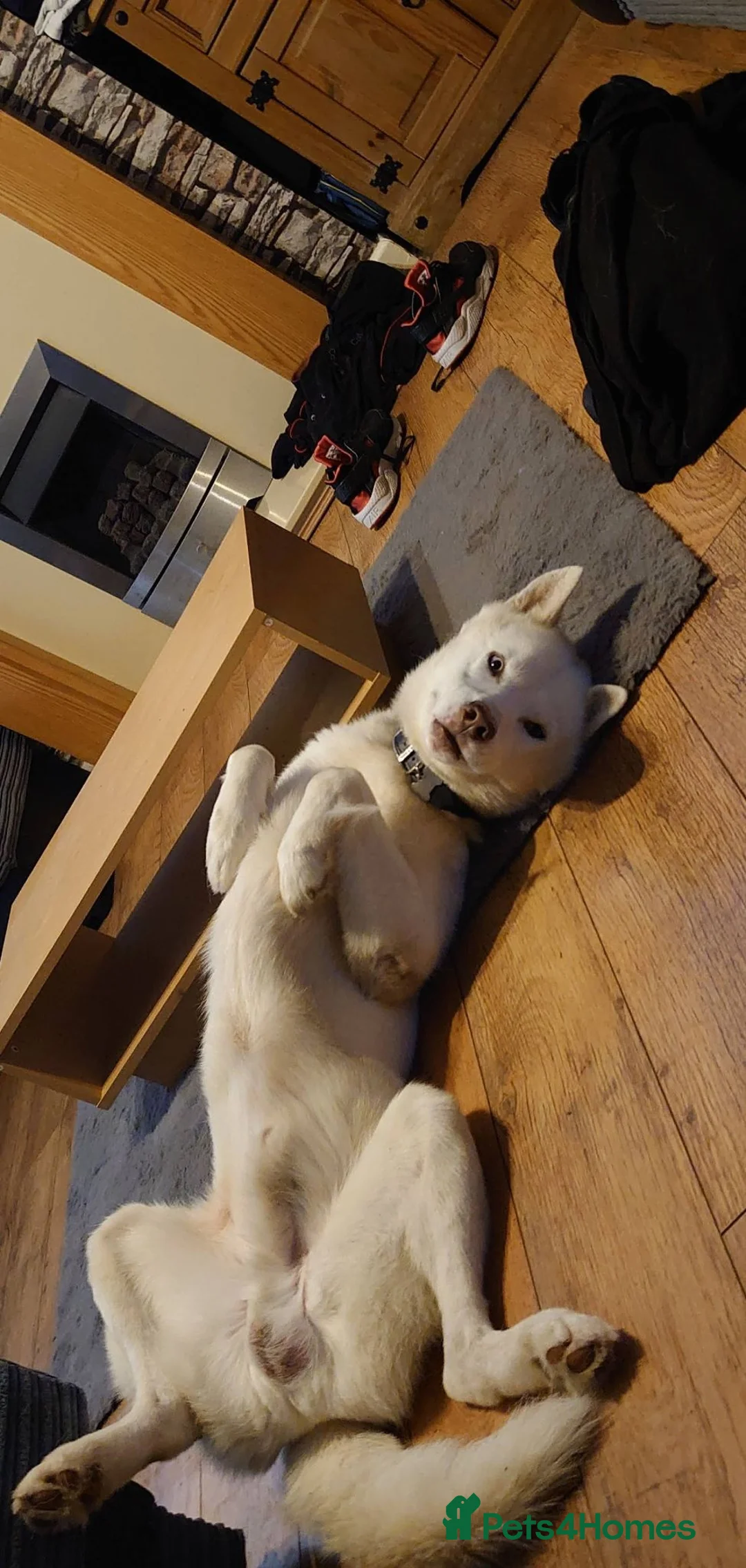 Siberian Husky dogs for sale: 7 YO Ghost  - Advert 2