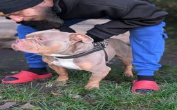 American Bulldog dogs for sale: Pocket bully 2 years old - Image 3