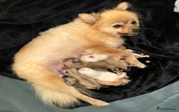 Pomeranian dogs for sale: Pomaranian - Image 4