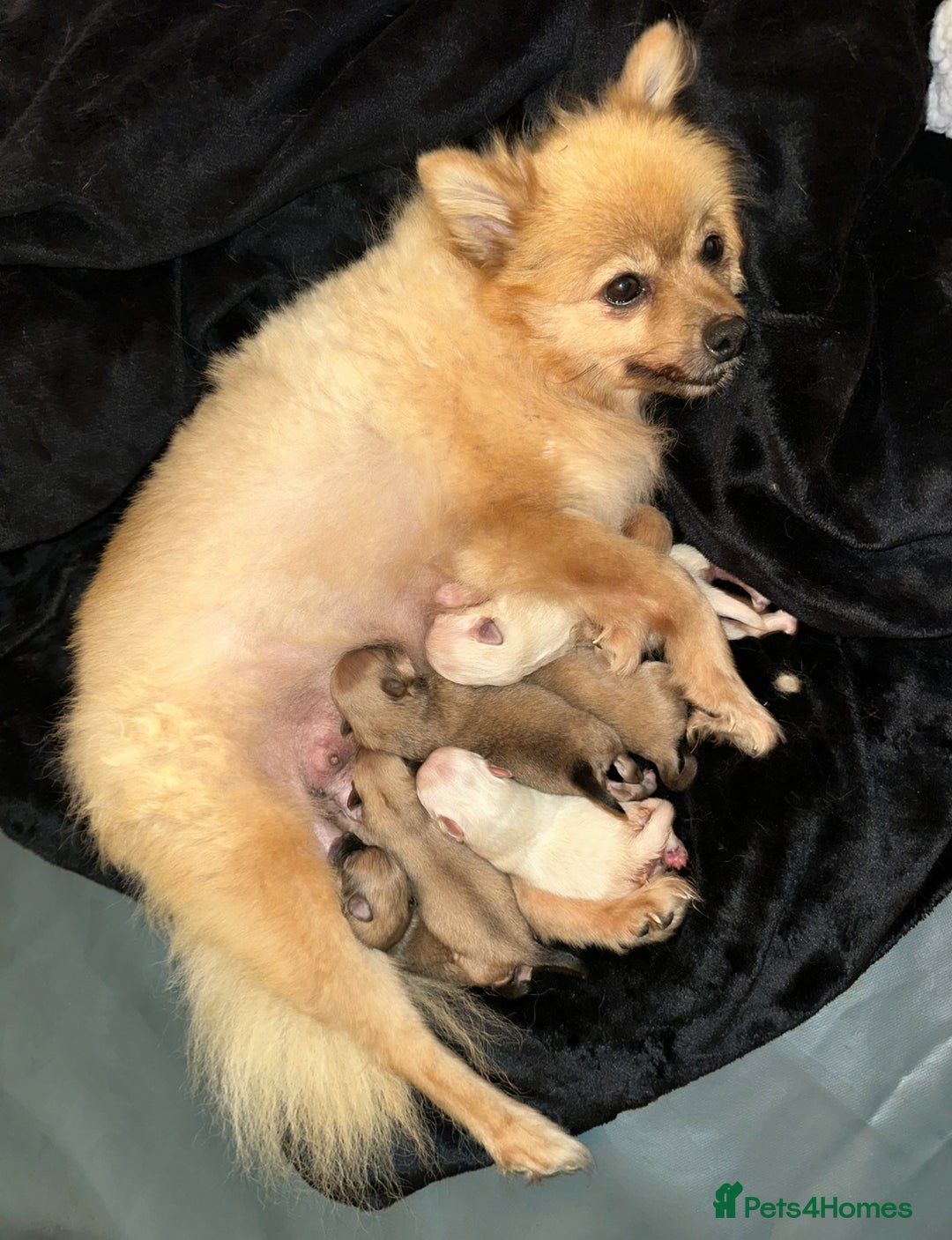 Pomeranian dogs for sale: Pomaranian - Image 4