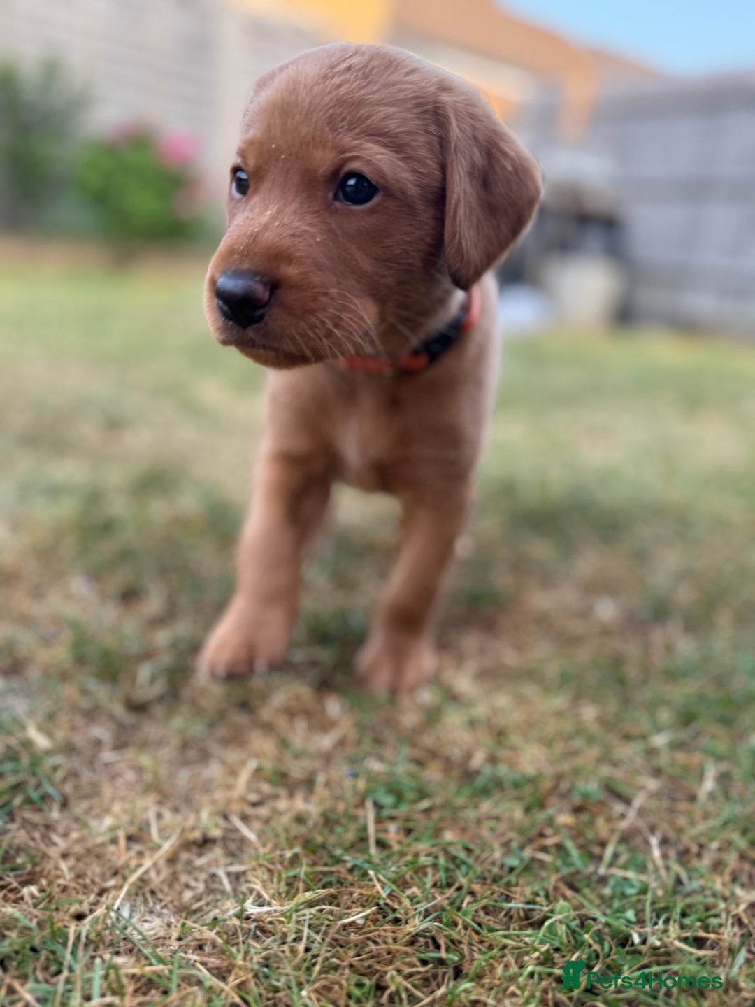 Labrador Retriever dogs for sale: KC Fox Red Labrador Litter.  - Image 10