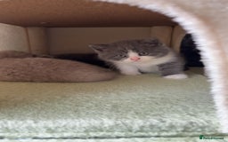 British Shorthair cats for sale: British short hair kittens - Image 9