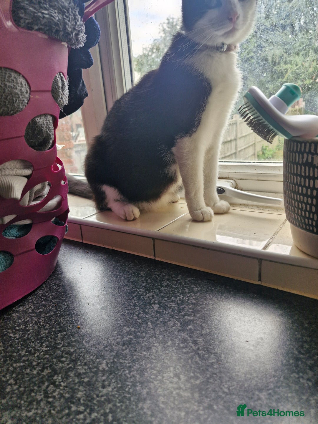 British Shorthair cats for sale: Kittens  - Image 3