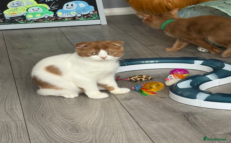 Scottish Fold cats - Advert 3