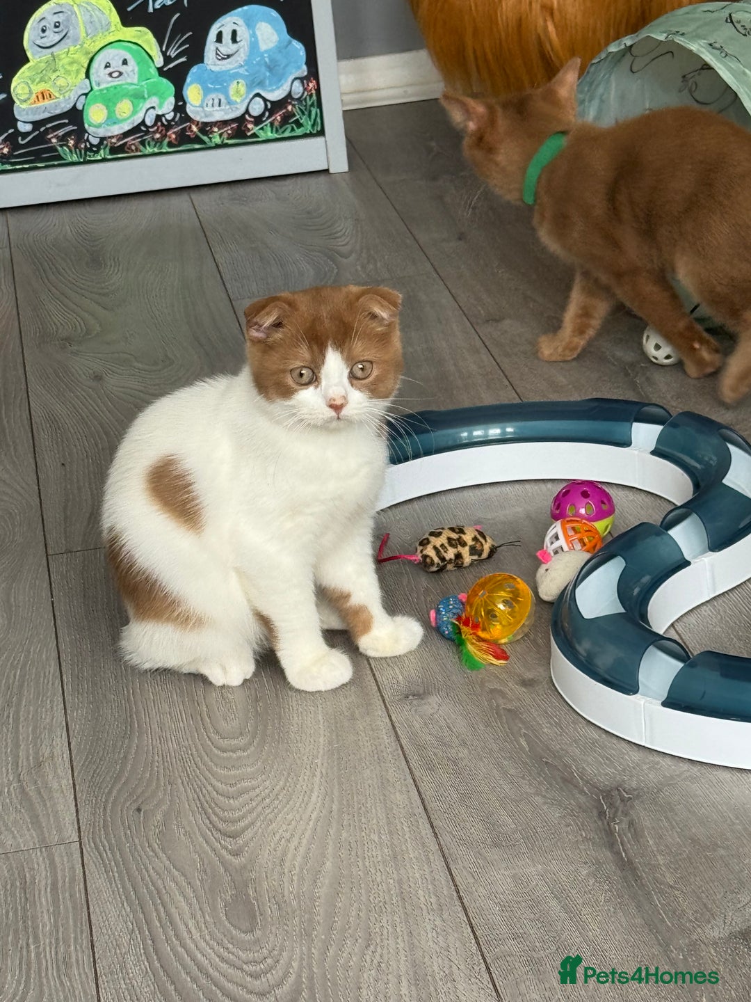 Scottish Fold cats for sale: Tica Registered Chunky Cinnamon Bi Colour Boy - Image 1