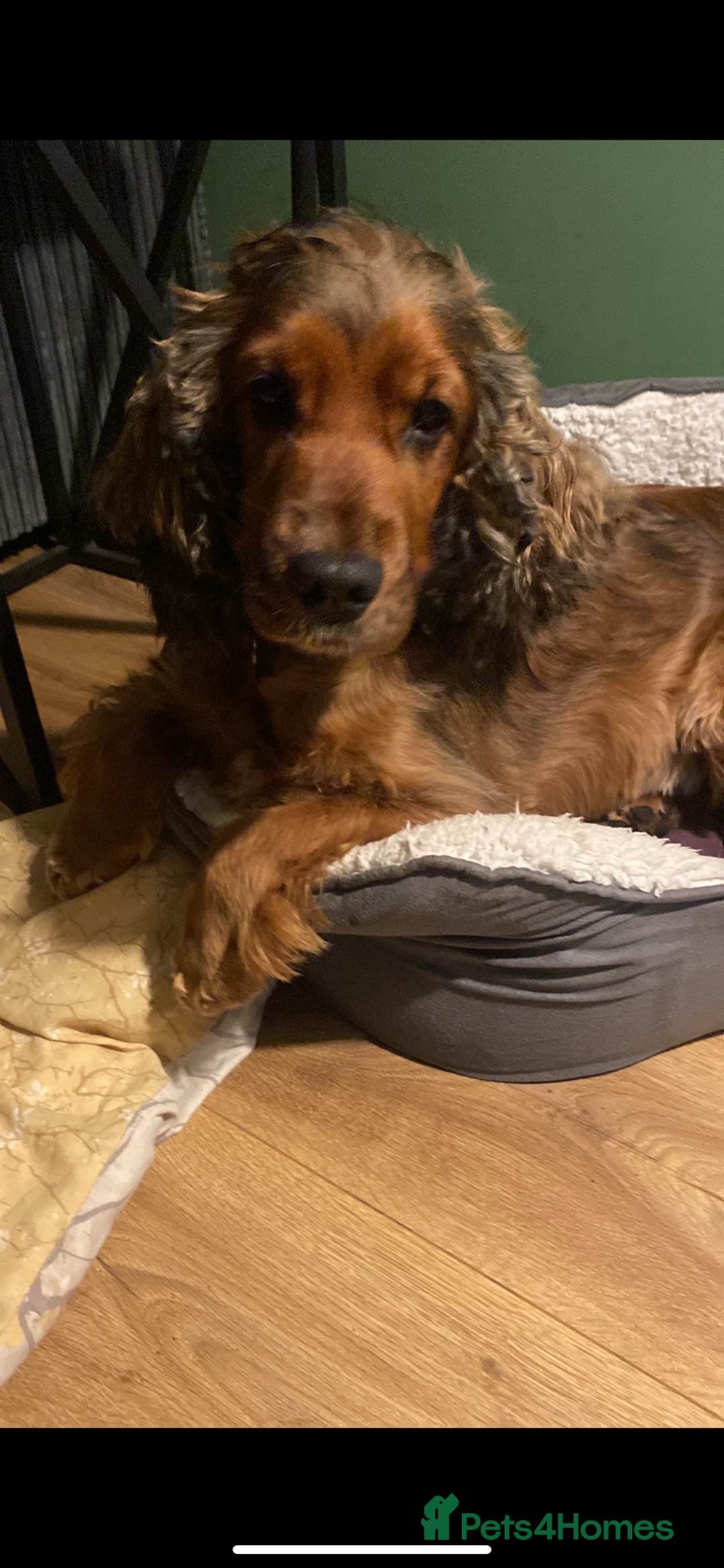 Cocker Spaniel dogs for sale: Stunning show cocker  - Image 3