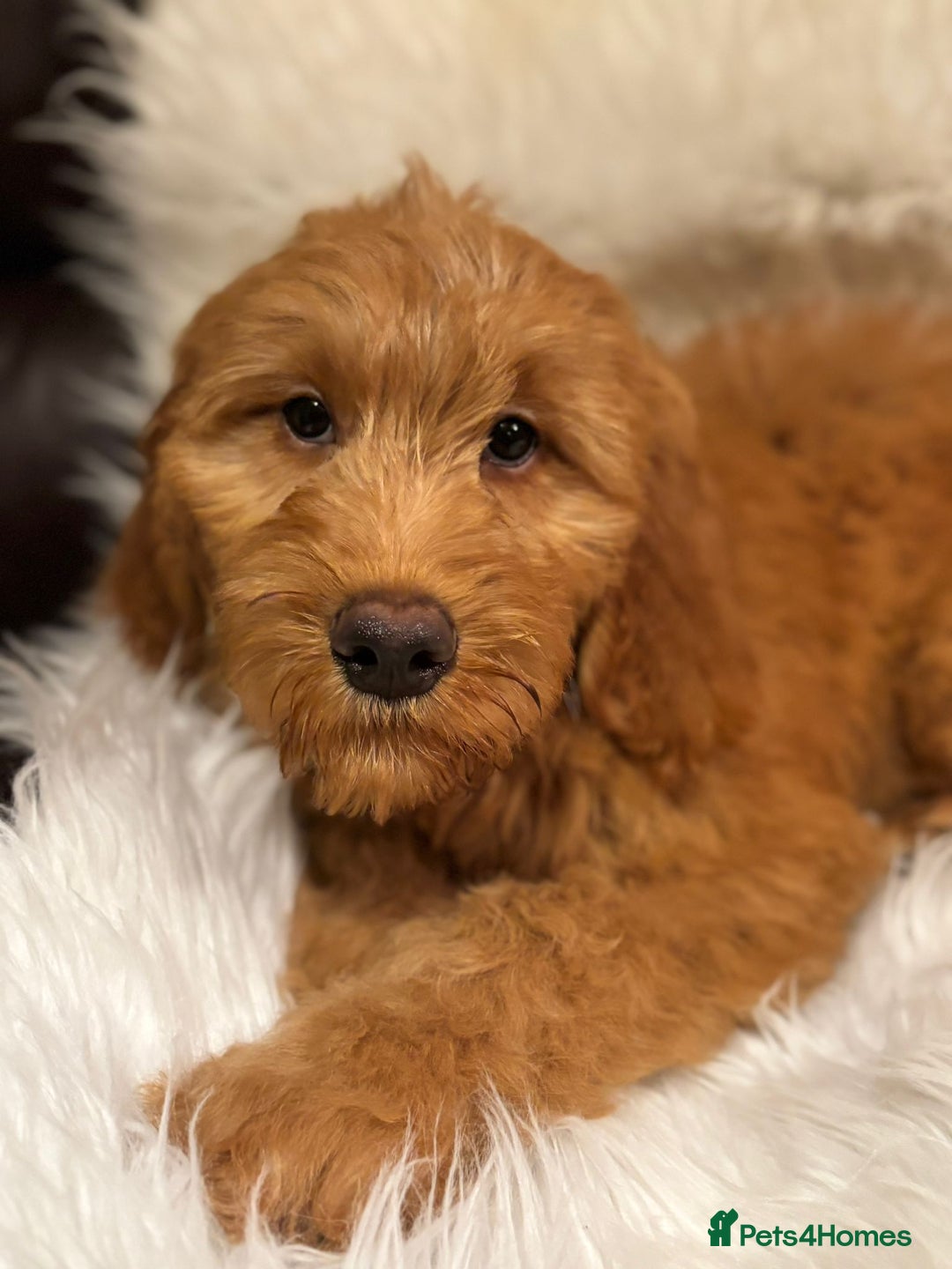Goldendoodle dogs for sale: Ready Now deep red Golden Doodle F1 pups  - Advert 2