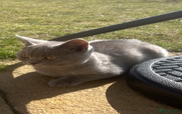 British Shorthair cats for sale: ONLY 1 Adorable Girl Left  - Image 4