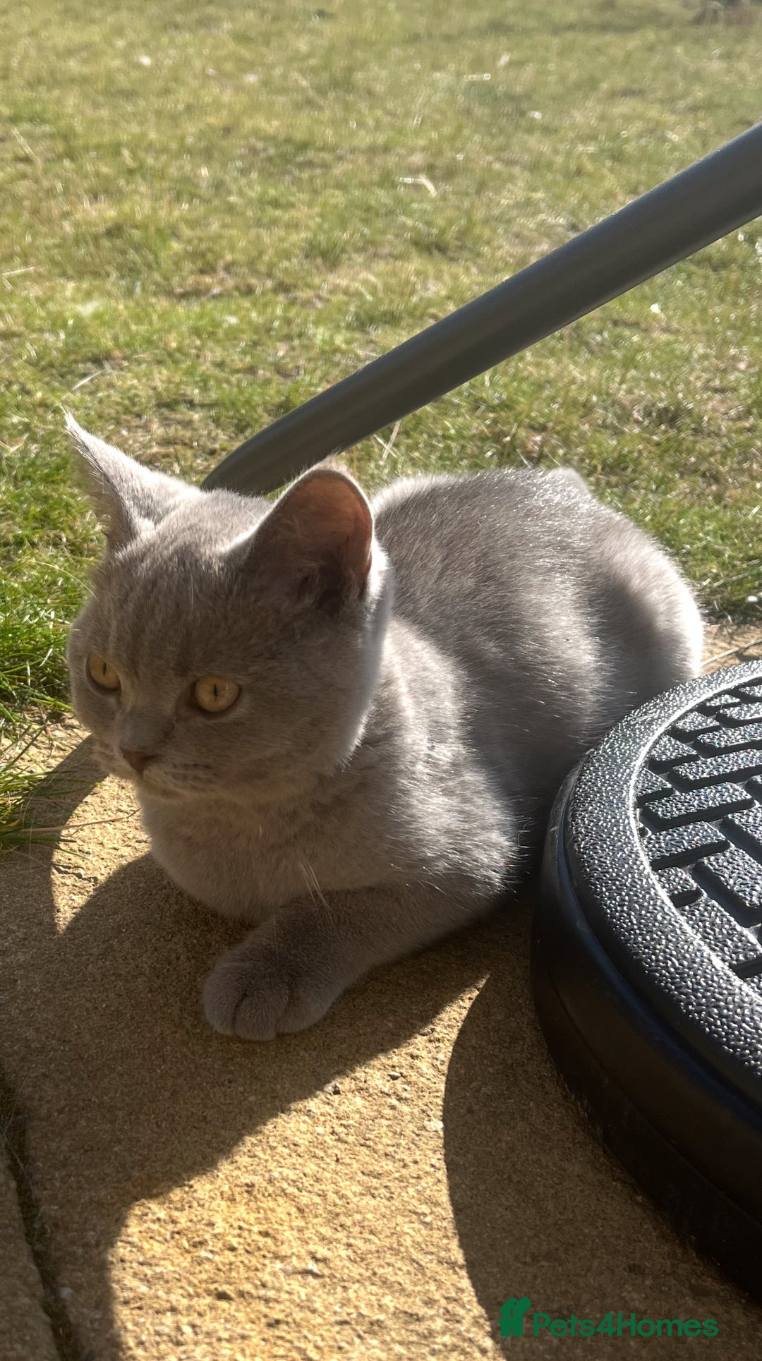 British Shorthair cats for sale: ONLY 1 Adorable Girl Left  - Image 4