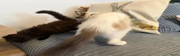 Ragdoll cats for sale: Gorgeous male brown ragdoll cross kitten for sale - Advert 22