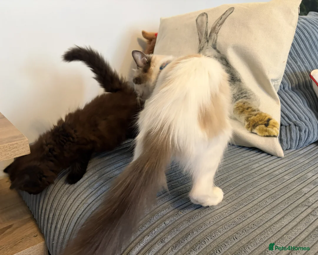 Ragdoll cats for sale: Gorgeous male brown ragdoll cross kitten for sale - Advert 22