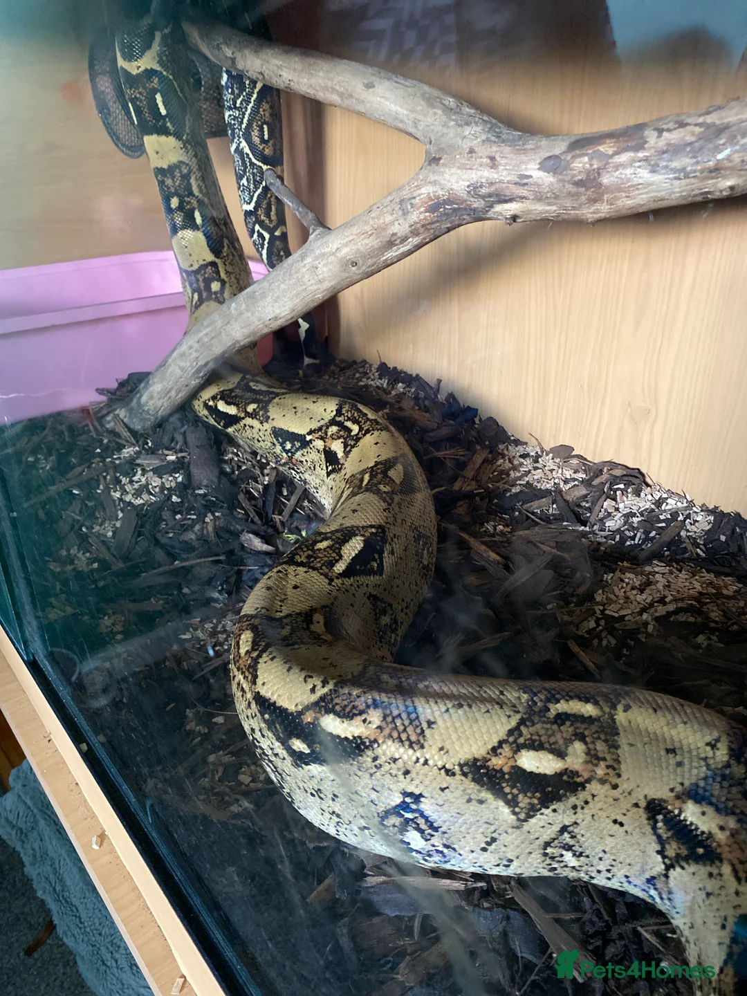 Boa Snake reptiles for sale: \rehome salmon hep - Advert 2