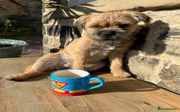 Border Terrier dogs for stud: Border Terrier for stud in Rotherham - Image 1