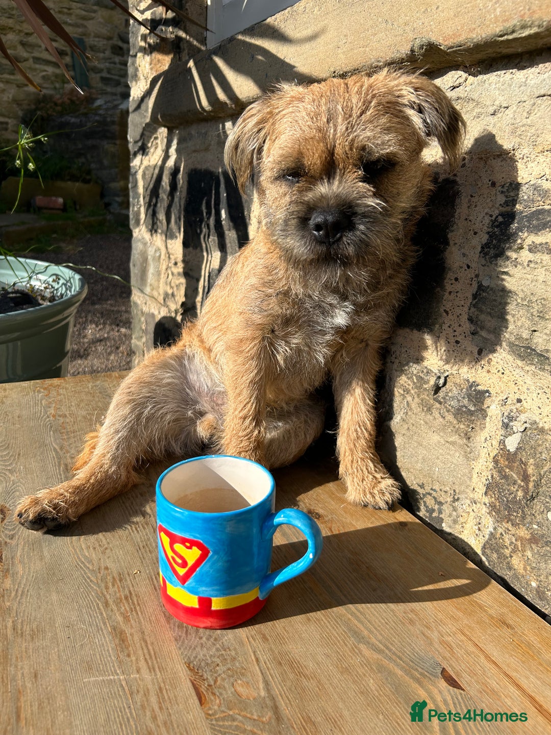 Border Terrier dogs for stud: Border Terrier for stud in Rotherham - Image 1