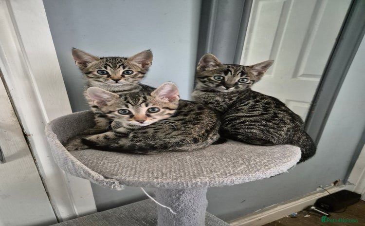 Savannah cats - Advert 11