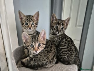 Savannah cats - Advert 6