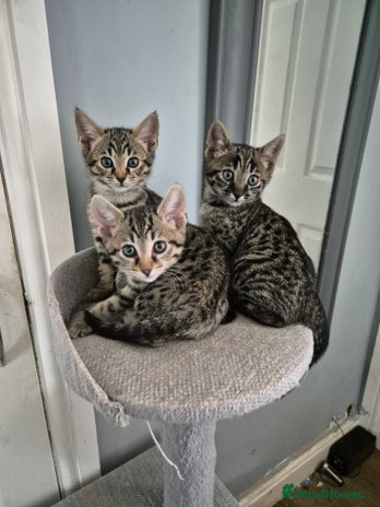 Savannah cats - Advert 5