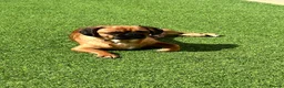 Mixed Breed dogs for sale: Pug cross (pixie,Dusty,Roxie) - Advert 13