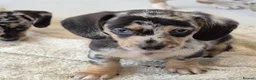 Mixed Breed dogs for sale: Adorable dachshund cross pups - Advert 4