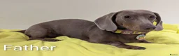 Miniature Dachshund dogs for sale: Miniature Dacshund Puppy Available - Advert 12