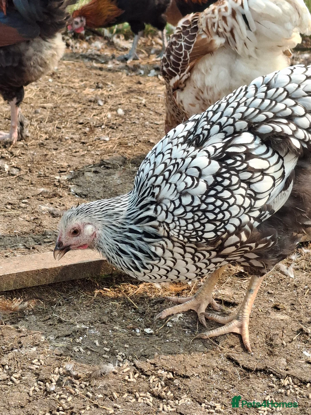 Chickens poultry for sale: LACED WYANDOTTES  - Advert 5