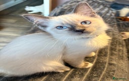 Ragdoll cats for sale: GCCF Beautiful Ragdoll Kittens - Image 17