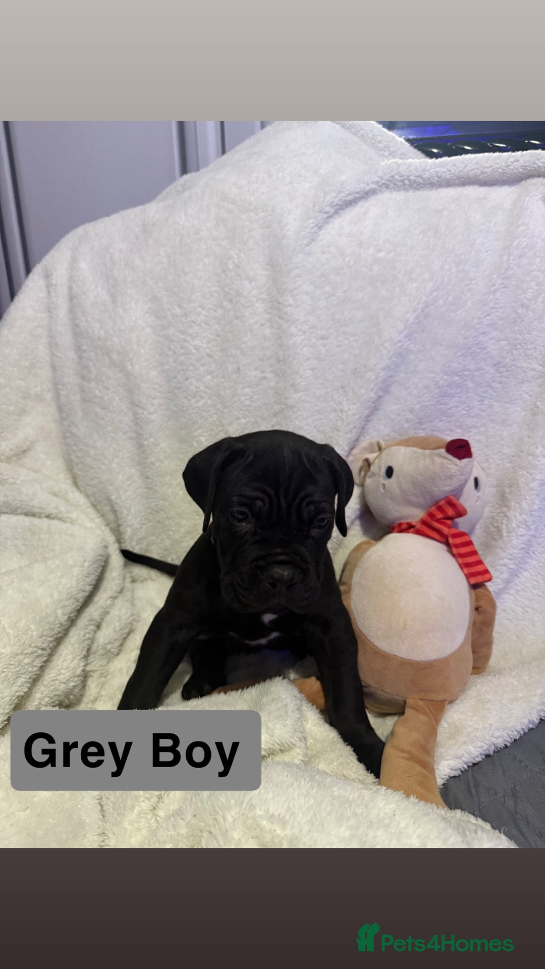 Cane Corso dogs for sale: 12 beautiful cane corso puppies 🐾 - Advert 25