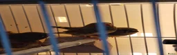 Finches birds for sale: Zebra finches  - Advert 3