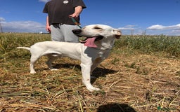 Mixed Breed dogs for sale: Evan and Chance (please read) - Image 9
