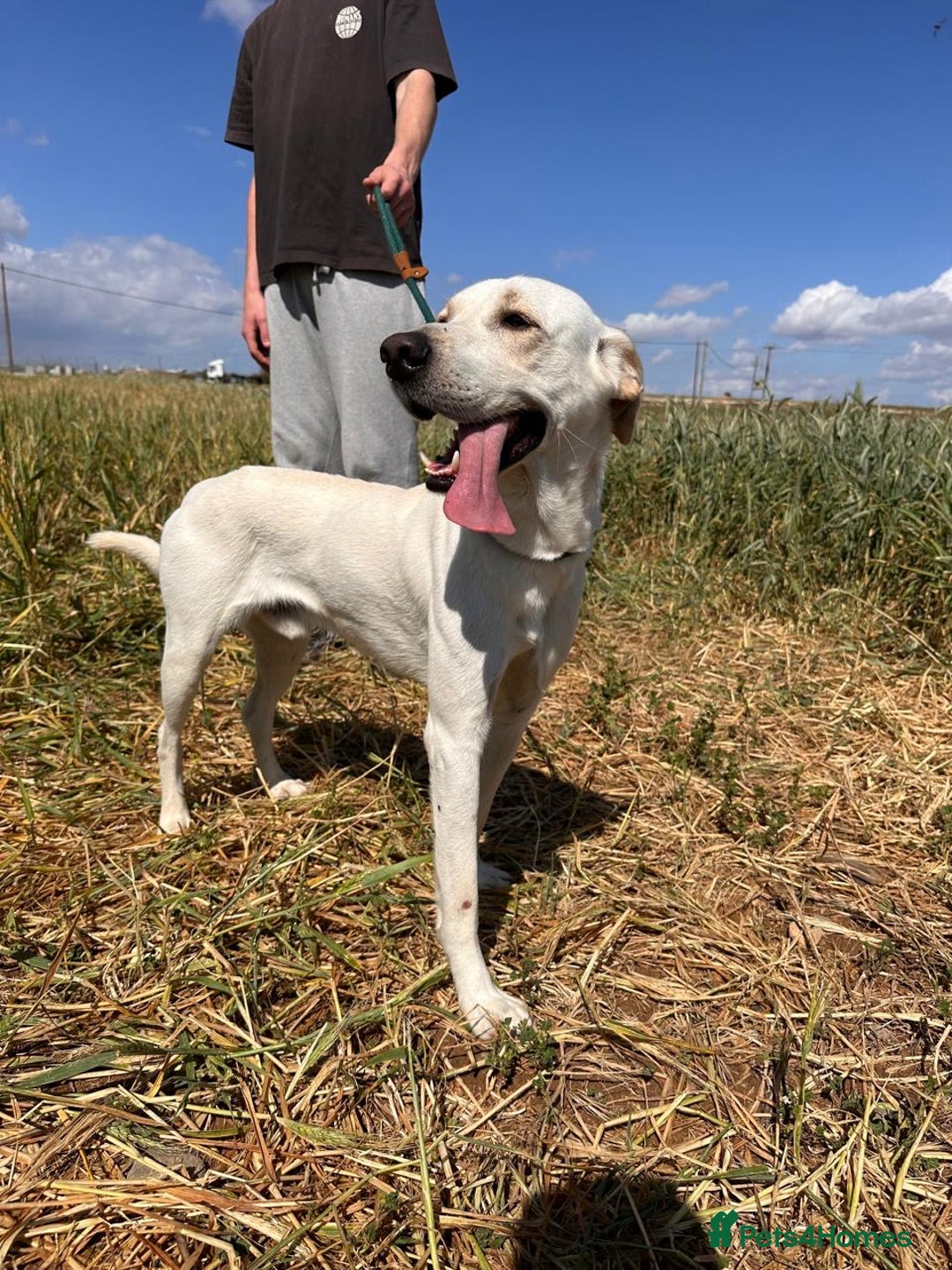Mixed Breed dogs for sale: Evan and Chance (please read) - Image 9